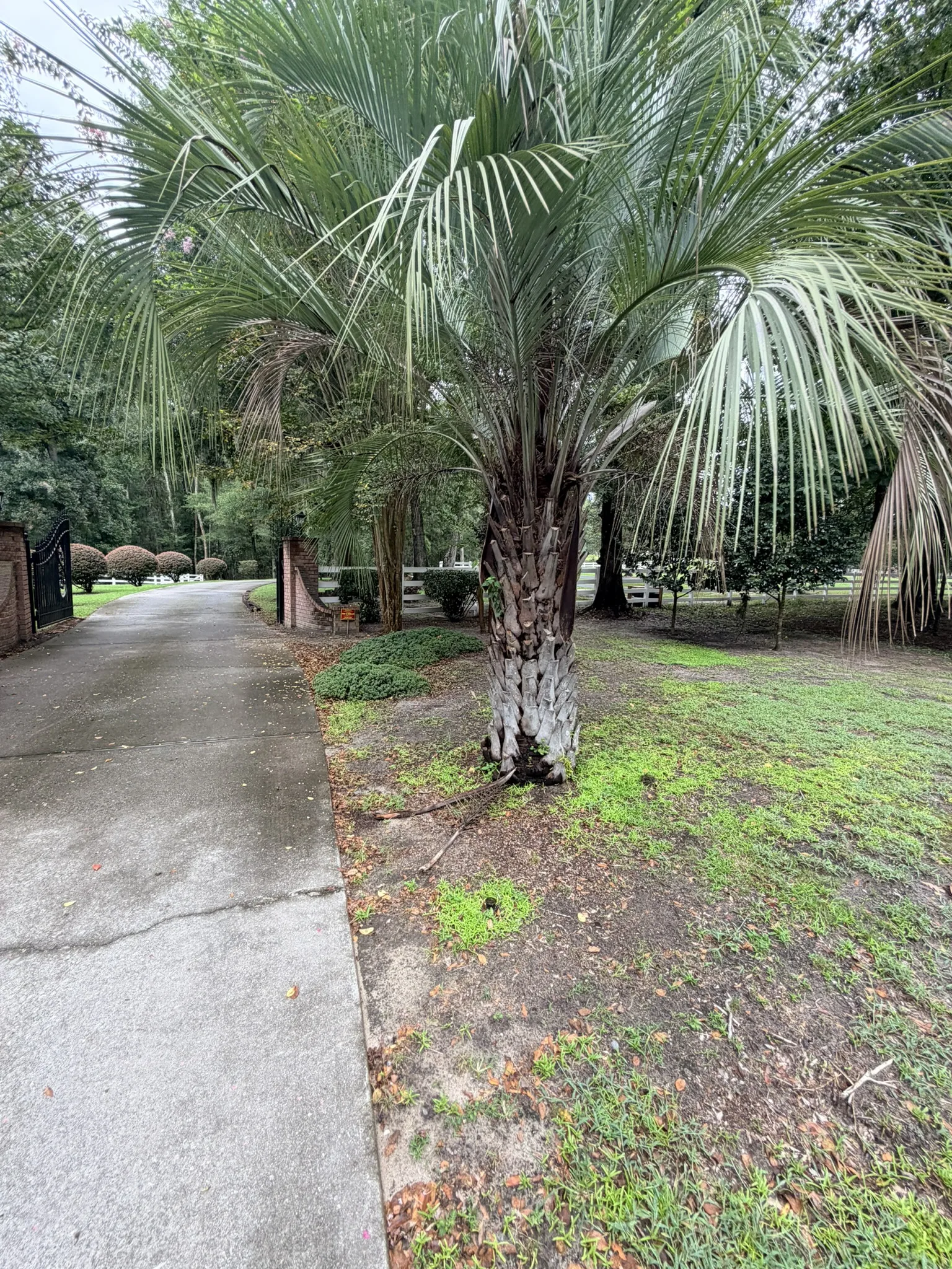 Smith Residence -- Long Driveway Replacement photo