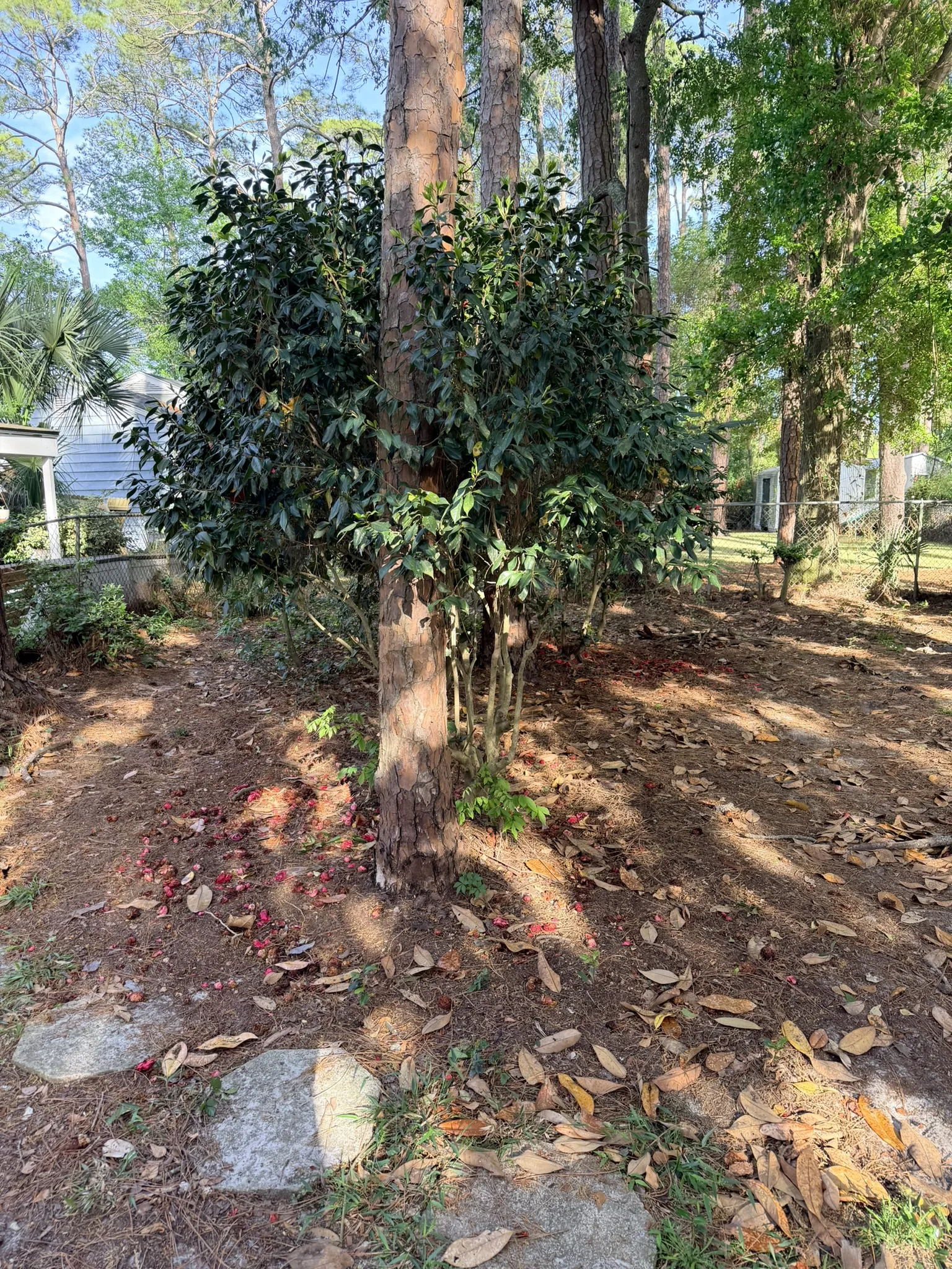 Kameyer Residence -- Backyard Clearing with Aluminum Fence Enclosure photo