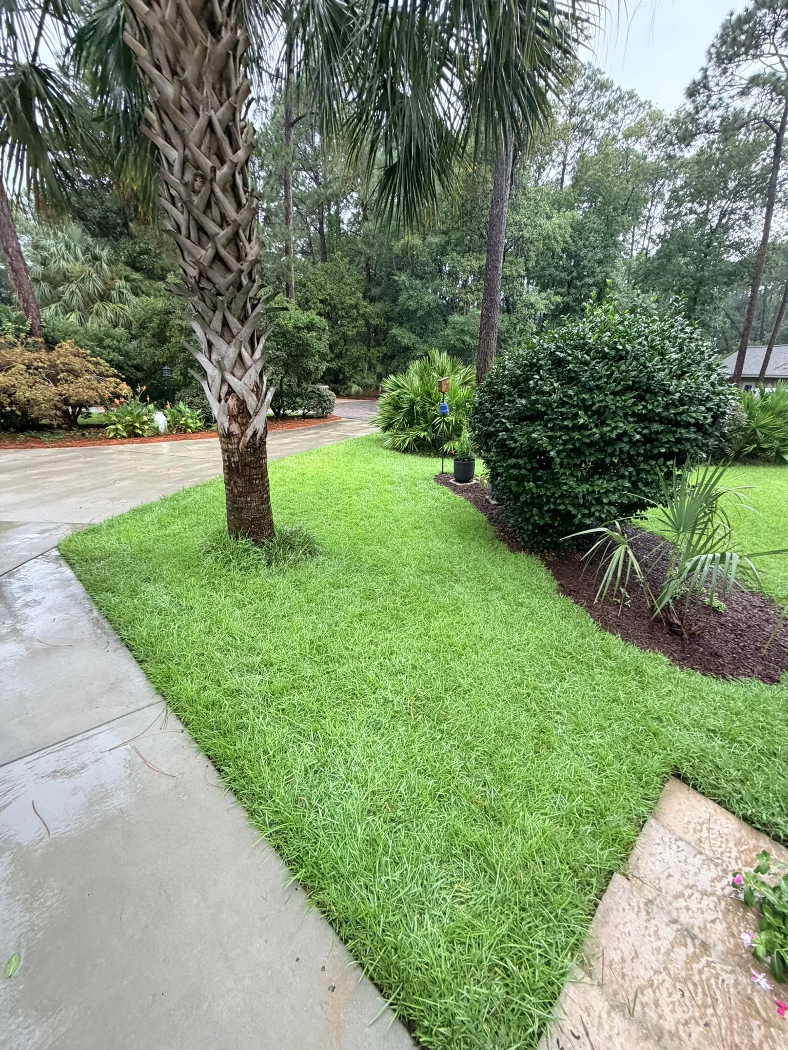 Lukas Residence -- Front Lawn Renovation with New Sod photo